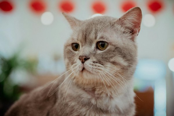 What Are the Strategies for Incorporating Indigenous Cultural Heritage in Real Estate?