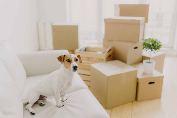 How to Choose the Right Type of Pet Bed for Optimal Comfort and Support?